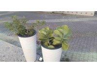 Gözüne kestirdiği saksıdaki çiçeği sökerek götürdü