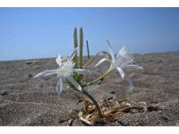 Nesli tükenmekte olan kum zambaklarını koparmanın cezası dudak uçuklatıyor