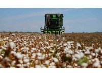Bir dönemin beyaz altını, pamukta hasat başladı