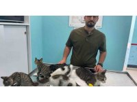 Alanya’da hayvana eziyet cezasız kalmadı