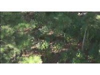 Ormanda uyuşturucu yetiştirmişler: 2 gözaltı