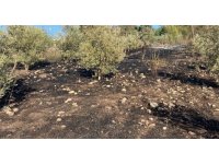 Osmaniye’de zeytinlik alanda çıkan yangın paniğe neden oldu