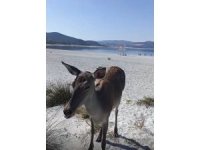 Salda Gölüne inen geyik cep telefonu kamerasına yansıdı