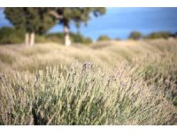 Yağmur suyuyla yetişiyor, yurt dışına ihracat ediliyor