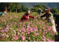 Gül çiçeği taban fiyatı 100 lira olarak açıklandı