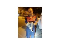 Aracın motor kısmına giren yavru kediyi itfaiye ekipleri kurtardı