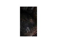 Ahır yandı, 7 hayvan telef oldu