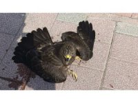 Bitkin halde bulunan şahin koruma altına alındı