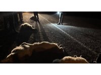 Otomobilin çarptığı 11 hayvan telef oldu