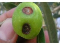 Zeytin üreticilerine meyve dökülmesi uyarısı