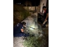 Antakya’da beton boru içinde sıkışan kedi kurtarıldı