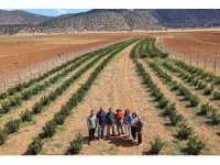 Antalya’da aronya ve böğürtlen hasadı bereketi