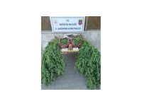 Korkuteli’nde 11,5 kilo skunk ele geçirildi