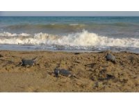 Yavru caretta carettların çıkışları tamamlandı: 210 bin yavru denizle buluştu