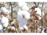 Amik Ovası’nda beyaz altın pamukta 140 bin ton rekolte bekleniyor