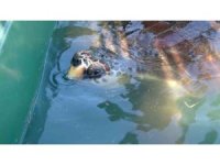 Tedavileri tamamlanan 5 deniz kaplumbağası denizle buluştu