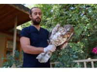 Soyu tükenme tehlikesindeki yaralı yılan kartalı yeniden doğaya döndü