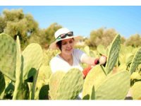 Bahçeyi kurarken alay konusu oldular, şimdi 10 ton ürünün tamamını yurt dışına veriyorlar