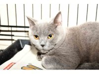 Kemer’de 27 köpek ve 122 kedi kısırlaştırıldı