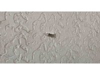 Patenle kayarak iş yeri kurşunladı: O anlar kamerada