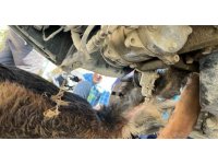 Minibüsün altında sıkışıp mahsur kalan köpeği itfaiye kurtardı