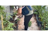 Uyuşturucuyu saksılara ekip evinin çevresine yerleştirmiş