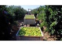 Mandalinada hasat zamanı, verim yüksek: Kilosu 8-15 TL arasında