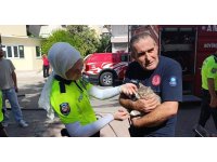 Yangında telef olduğu sanılan kedi dolabın arkasında saklanırken bulundu