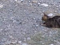 Kedi fareyle top gibi oynadı