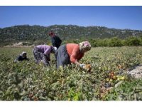 Mersin’de üreticiye yüzde 70 hibeli domates fidesi desteği