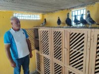 Kayıp güvercinlerini bulana ödülü 100 bin liraya çıkardı