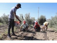 Mersin’de üreticiye ilk kez enginar yumrusu desteği verildi