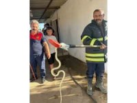 Hatay’da evlere giren 2 yılan yakalandı