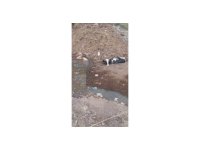 Balçığa saplanan 3 inek zorlu çalışmayla kurtarıldı