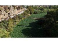 İstilacı su sümbülleri, Asi nehrini yeşile bürüyerek suyu görünmez hale getirdi