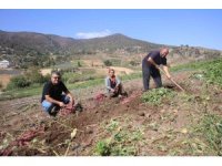 İsmi gibi tadıyla dikkat çeken şifa deposu tatlı patateste hasat başladı