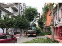 Akdeniz’de ağaçlara sonbahar bakımı