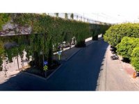 Sarmaşıklarla kaplı metro yolu, görsel şölen oluşturuyor