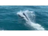 Deniz polisinin devriyesine ’Yunuslar’eşlik etti