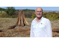 Coğrafi işaret tescilli Altın Susam’a hırsız dadandı