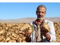 Kahramanmaraş’ta şeker pancarı sökümü başladı