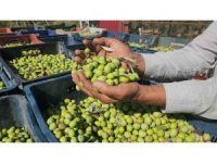 Sofralık zeytinde bereketli hasat, kilogram fiyatı 55 TL’den tarladan alıcı buluyor