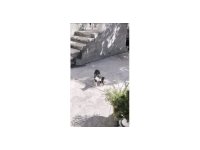 Anne kedinin çukur başındaki nöbeti duygulandırdı