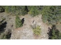 Isparta’da kaçak avcı dron kamerasında