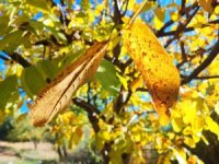 Sonbaharda ağaçlarda renk cümbüşü