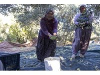 Mersin’deki fidan destekleri meyvesini veriyor