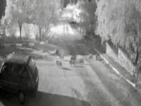 Antalya’da domuz sürüsü gece yarısı köye indi: O anlar kameraya yansıdı