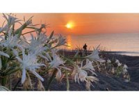 Cezası 2 milyon 800 bin TL’ye kadar çıkıyor: Akdeniz’in güzelliği kum zambakları koruma altına alındı