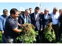 Osmaniye Fıstık Festivali’ne hazırlanıyor