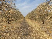 Doğan: "Greyfurt üreticileri de destek kapsamına alınmalıdır"